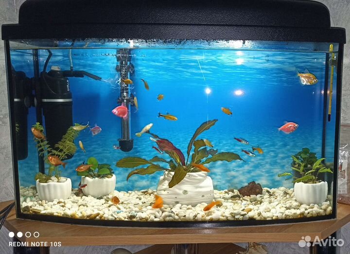 Аквариум с рыбками