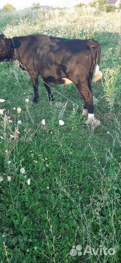 Продается тёлочка