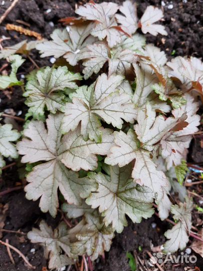 Гейхера, хоста