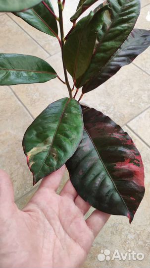 Кротоны: Радуга, Айстон, Нервия, Невилла