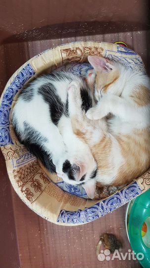 Котята в самые надежные и ответственные руки