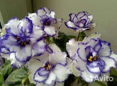 Детка сортовой фиалки 