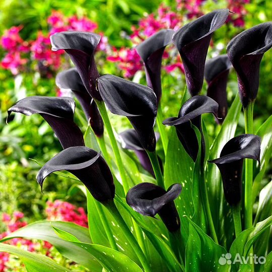 Калла Schwarzwalder Луковицы