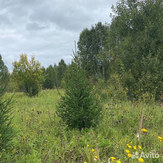 Деревья и кустарники