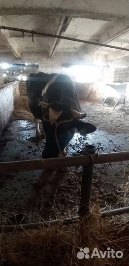 Быки на мясо живым весом