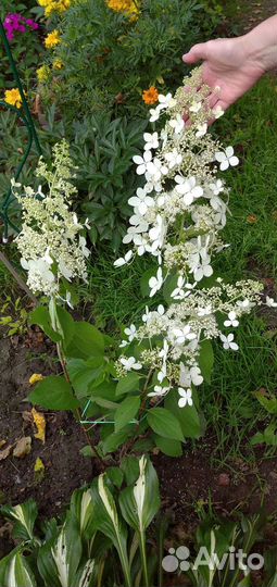 Гортензия метельчатая киушу