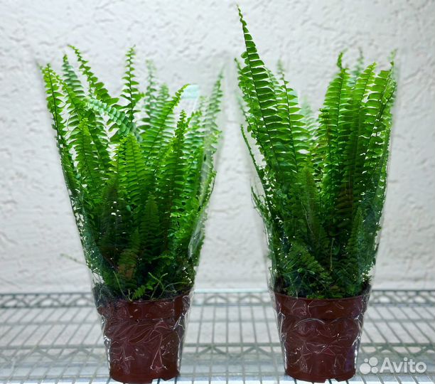 Папоротник комнатный