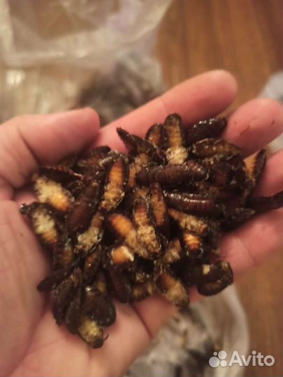 Мраморные тараканы