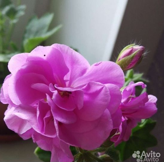 Плющелистная пеларгония