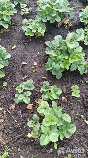 Рассада клубники 