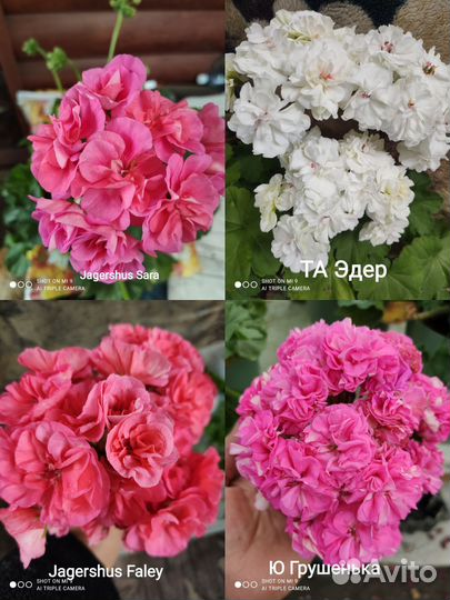 Пеларгонии