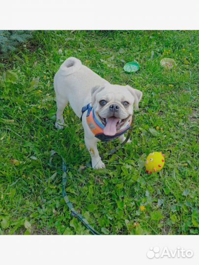 Щенки, вязки белые /крем /цветные мопсята