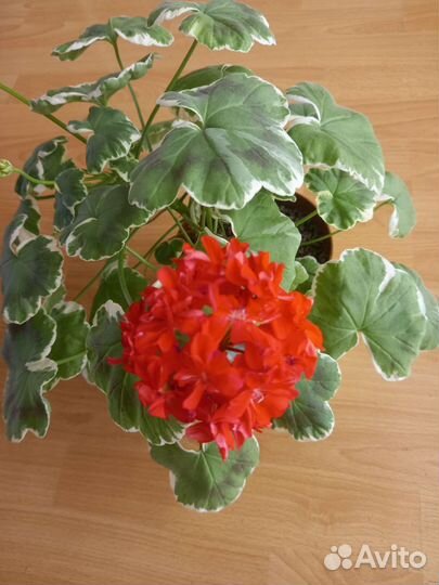 Пеларгония герань сортовая