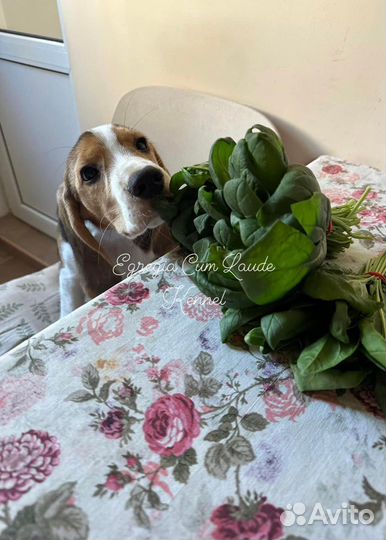 Щенок бигля. Мальчик