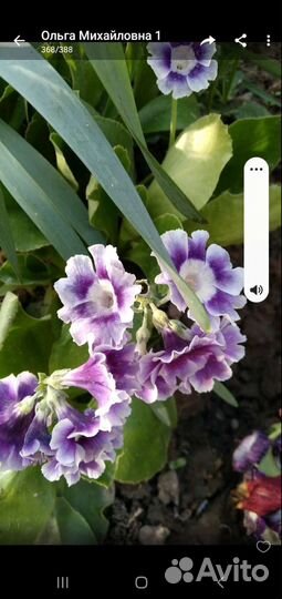 Примулы весенние