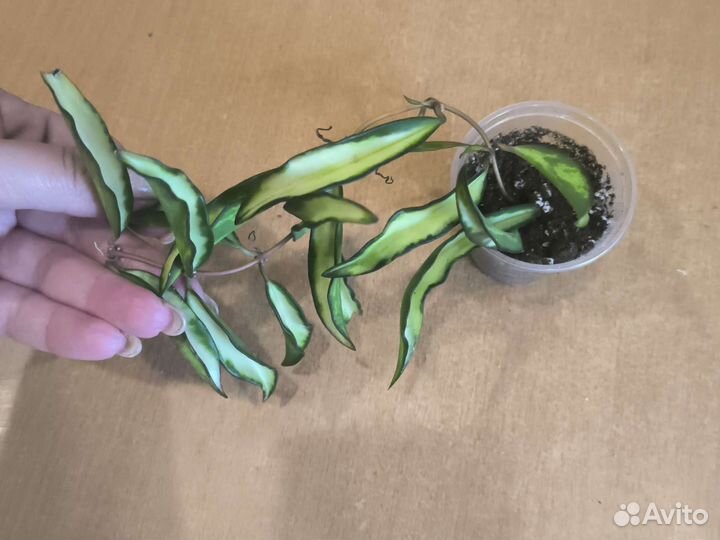 Hoya Wayetii Variegated, макрофилла сплеш