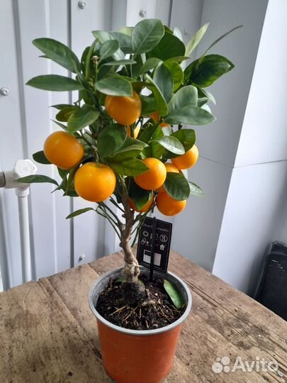 Цитрус каламондин