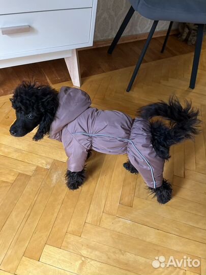 Зимний костюм для собак