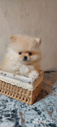 Щенки шпица