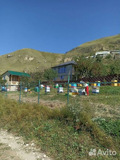 Горный мед от производителя