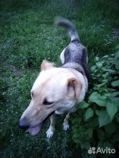 Собака в добрые руки