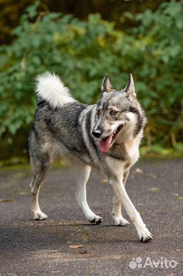 Западно сибирская лайка (метис) в дар