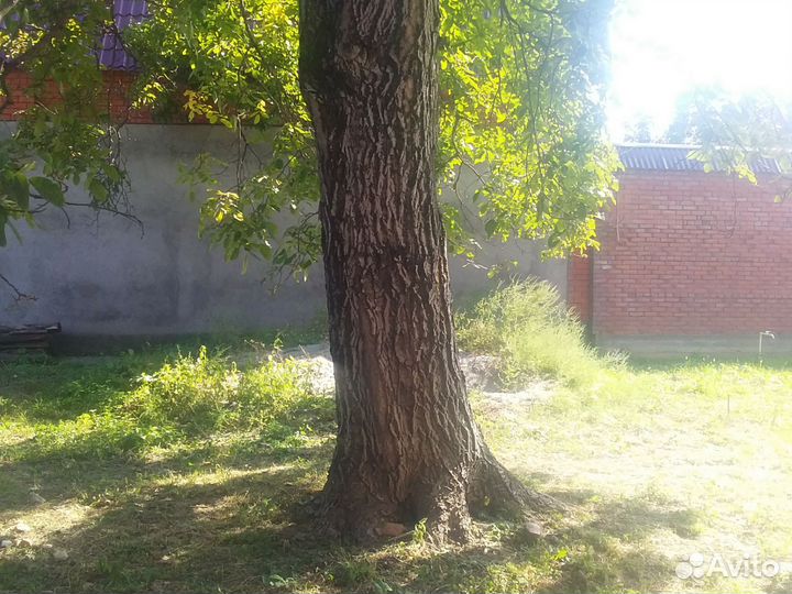 Ореховое дерево