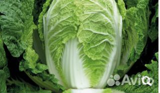 Семена Капусты 