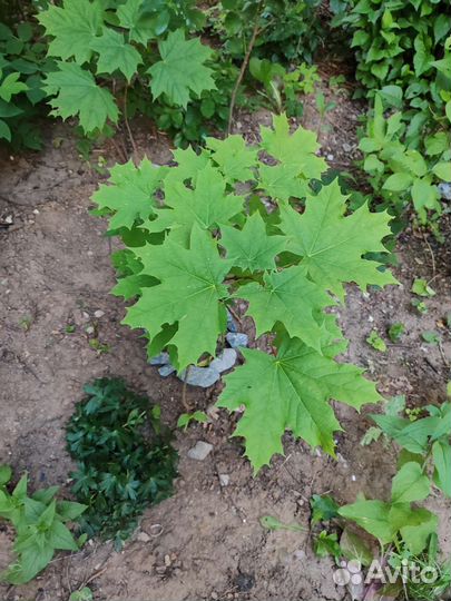 Клен остролистный