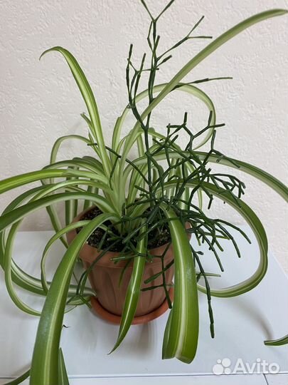 Хлорофитум кудрявый