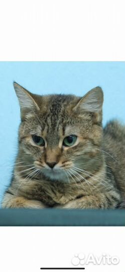 В добрые руки