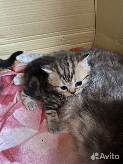 Шотландские котята