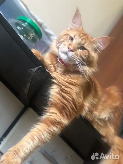 Мейн-кун вязка