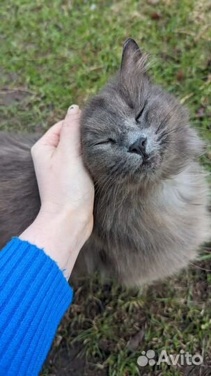 Ласковая кошечка в добрые руки