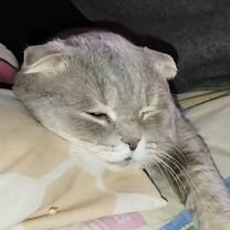 Пропал любимый кот, Луганск
