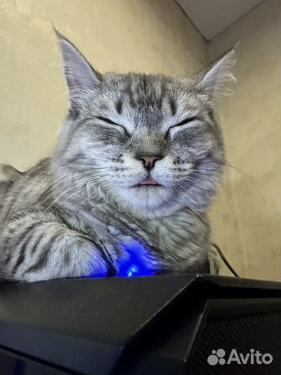 Отдам в добрые руки кота
