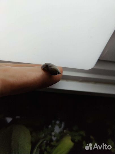 Улитка Покемон