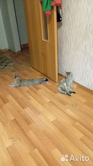 Европейская