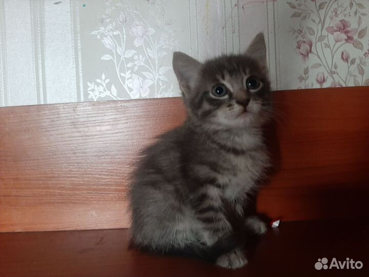 Кошка в дар бесплатно