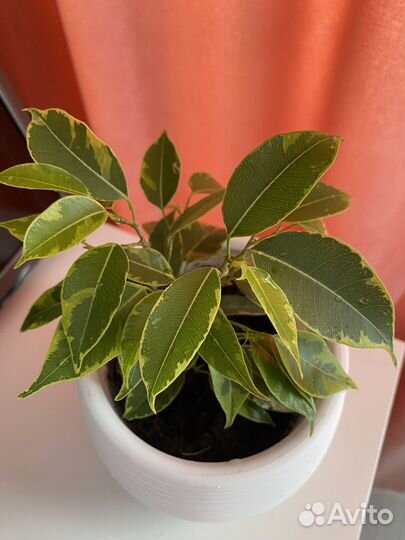 Фикус Бенджамина