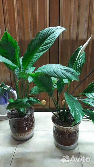 Спатифиллюм