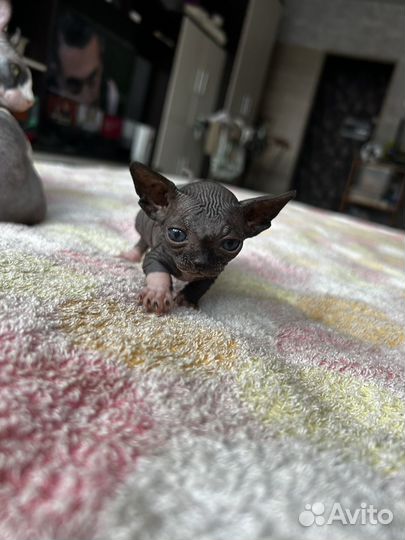Сфинкс котята