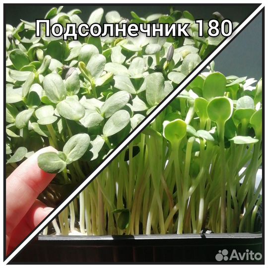 Микрозелень