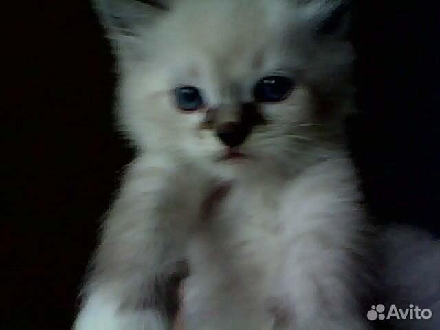 Котенок в добрые руки