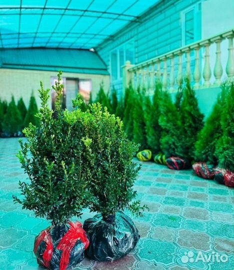 Туи туя смарагд