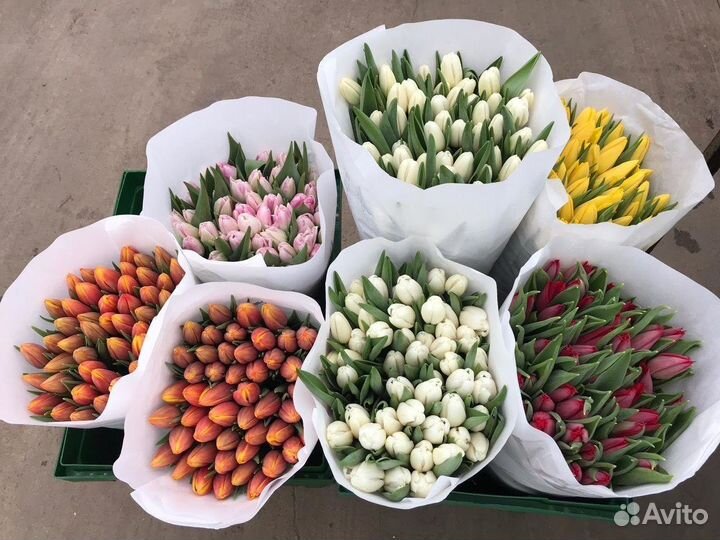 Тюльпаны 95р