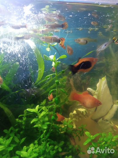 Гуппи, пецилии