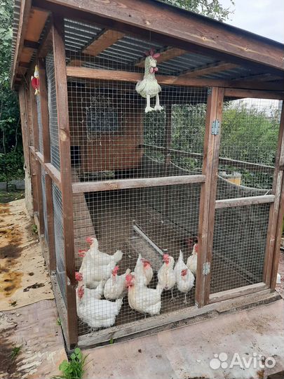 Продаю 12 курочек несушек