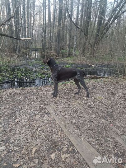 Кобель курцхаара