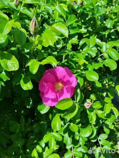 Саженцы шиповника